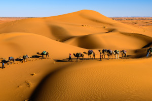 战队名单的“秘密武器”,隐藏在名单中的致命一击!